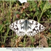 melanargia russiae eberti talysh female1